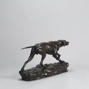 Bronze Pointer Moigniez