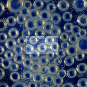 Rene Lalique, Roscoff