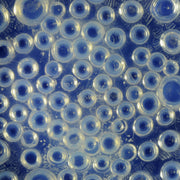 Rene Lalique, Roscoff